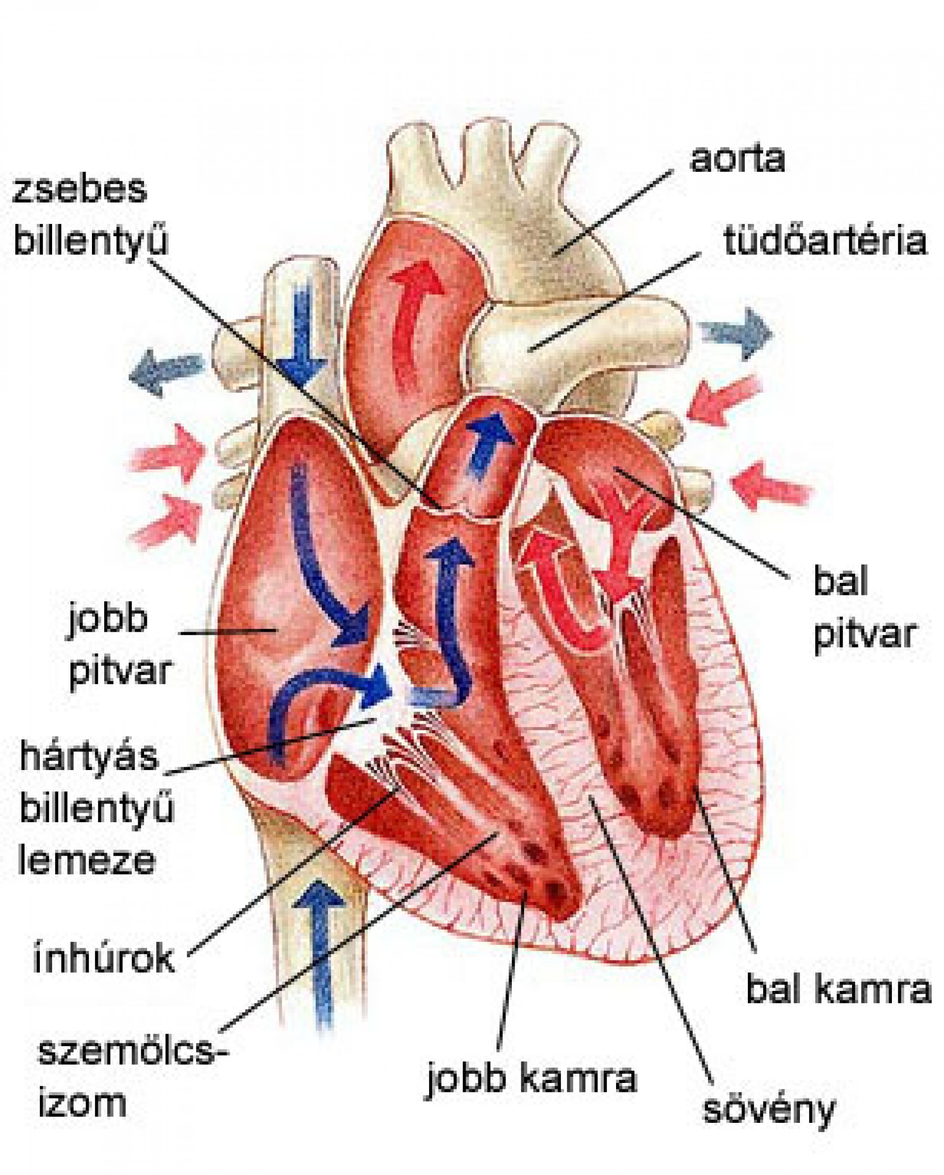 szív egészségügyi rendszer szív- és érrendszeri karbantartás)